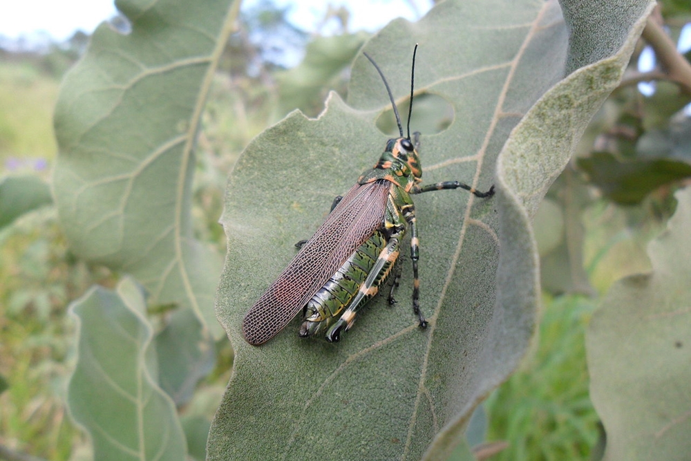 CapaNoticia